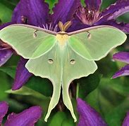 Image result for Moth Gender