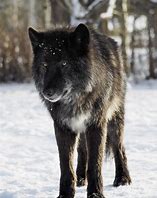 Image result for Black Fur Wolf Dog