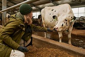 Image result for Feeding Cows Hay