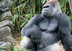 Image result for Harambe-Shaped Cheeto