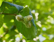 Image result for elocone nut tree