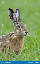 Image result for Hare Portrait