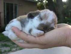 Image result for Cute Baby Bunnies Holland Lop