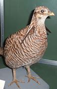 Image result for Heath Hen