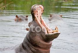 Image result for Hippo Yawn