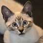 Image result for Grey Californa Swirl Kittens