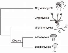 Image result for Phylum Chytridiomycota