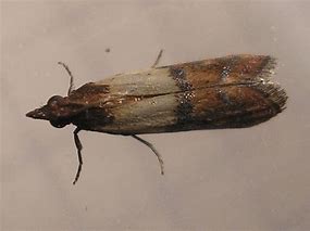 Image result for Bird Seed Moth Life Cycle