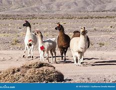 Image result for Llama Herd