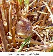 Image result for Mantis Egg Vermiculite