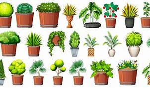 Image result for Plant Collecting