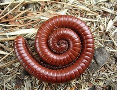 Image result for Millipede Species