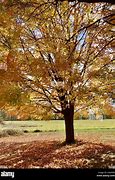 Image result for Sugar Maple Tree Winter