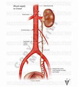 Image result for Ureter Blood Supply