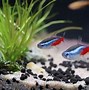 Image result for Tetra Fish Eggs