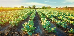 Image result for Farming Stock Image