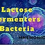 Image result for Lactose