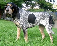 Image result for Blue Houndstooth