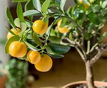 Image result for Citrus Plant Stem