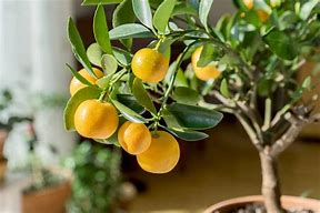 Image result for Citrus Stem