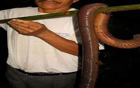 Image result for SCP Giant Worm