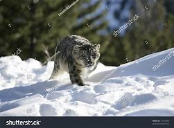 Image result for Snow Leopard Salking Prey