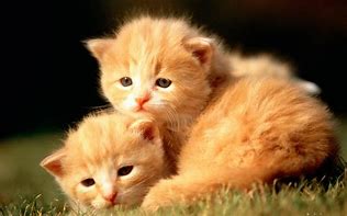 Image result for Baby Animal Hugables