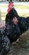 Image result for Java Chicken Breeders