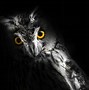 Image result for Owl HD