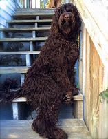 Image result for Large Bernedoodle