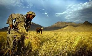 Image result for Wheat Harvest Pic