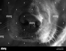 Image result for Dog Nose Close Up