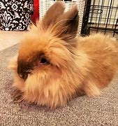 Image result for Fluffy Rabbit