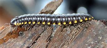 Image result for Millipede Species