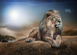 Image result for Lion HD 1080P