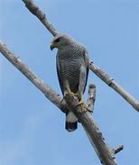 Image result for Gray Hawk Bird