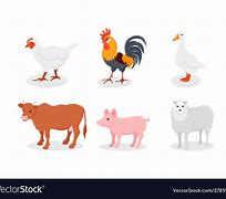 Image result for Striped Poultry