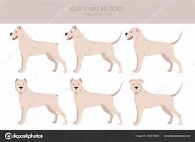 Image result for Guatemalan Dogo