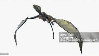 Image result for Dimorphodon Illustration