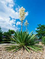 Image result for Yugao Plants