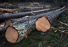 Image result for Pine Wood Lumber