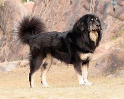 Image result for Giddy Dog Breeds