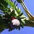 Image result for Banana Palm Tree