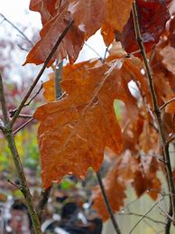 Image result for Swamp White Oak Tree