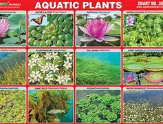 Image result for Medence Plants Chart