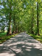 Image result for Parken Insel Mainau