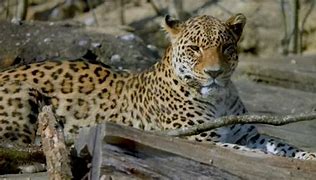 Image result for Pond5 Leopard