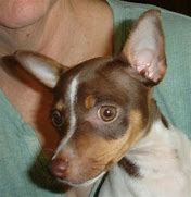 Image result for Chocolate Rat Terrier