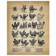 Image result for Swine Breeds Poster