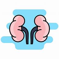 Image result for Adrenal Gland PNG